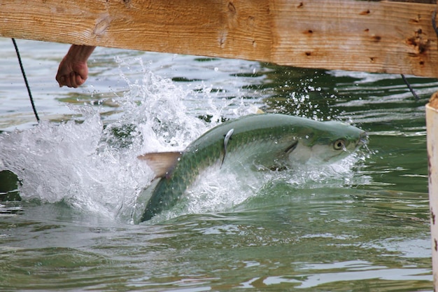 High angle view of fish splashing water in lake