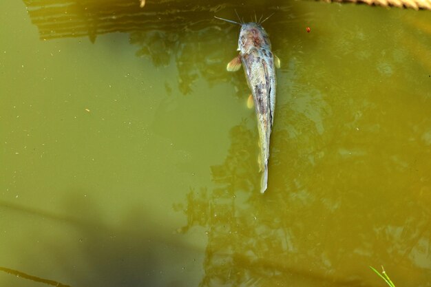 High angle view of fish swimming in lake