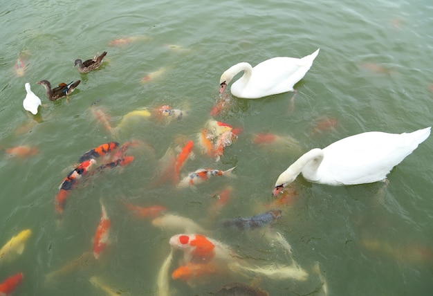 Foto vista ad alta angolazione dei pesci che nuotano nel lago
