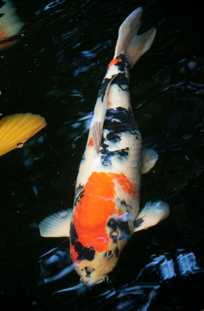 Photo high angle view of fish swimming in lake