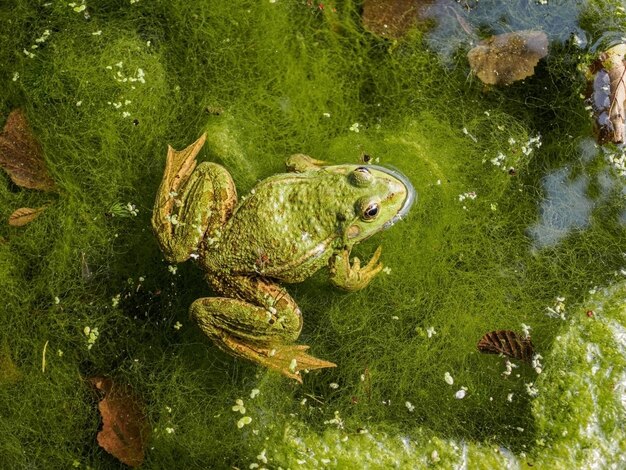 High angle view of fish swimming in lake