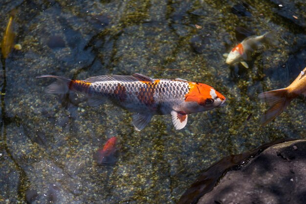 Myxocyprinus asiaticus