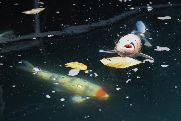 Photo high angle view of fish swimming in pond