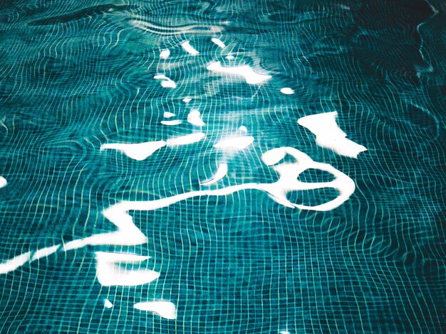 High angle view of fish swimming in pool