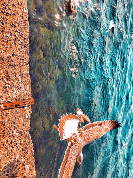 High angle view of fish swimming in sea