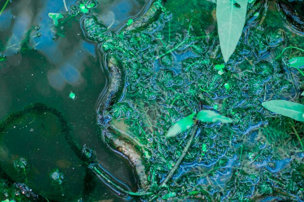 Photo high angle view of fish swimming in sea