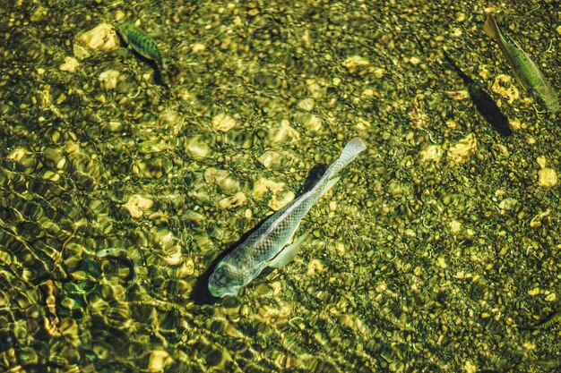 Foto vista ad alto angolo di pesci che nuotano in mare