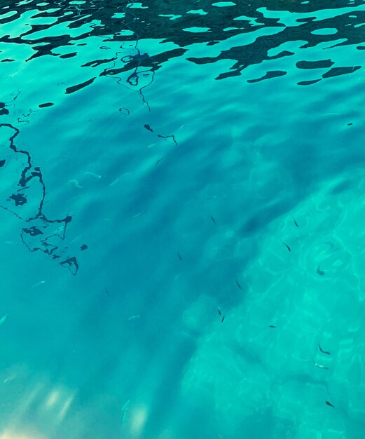 High angle view of fish swimming in sea