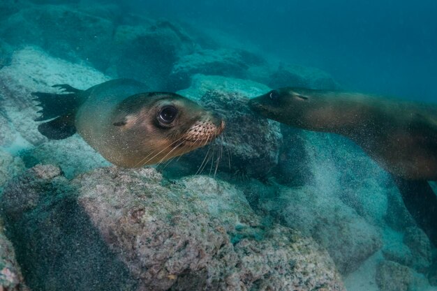 Foto vista ad alto angolo di pesci che nuotano in mare