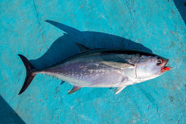 海で泳いでいる魚の高角度の景色