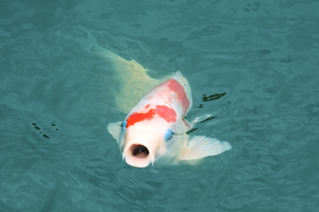 海で泳いでいる魚の高角度の景色