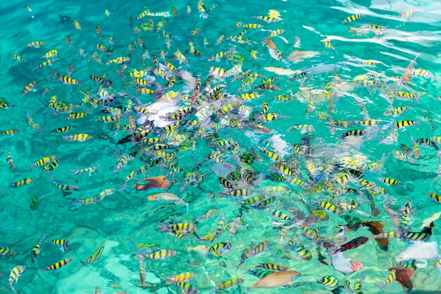 High angle view of fish swimming in sea