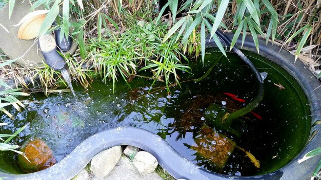 Photo high angle view of fish swimming in water at field