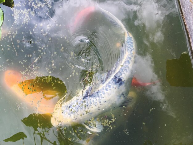 Photo high angle view of fish swimming in water