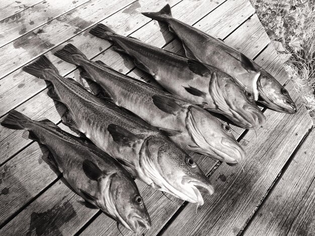 High angle view of fish on table catched cods