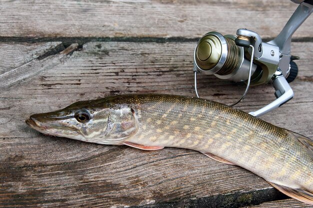 High angle view of fish on table