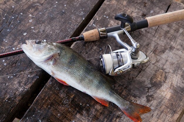 High angle view of fish on table