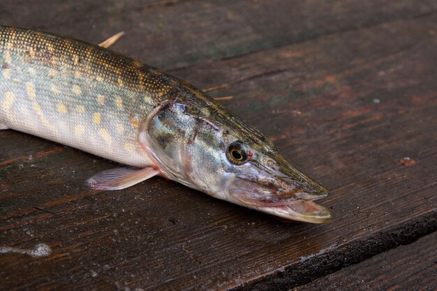 テーブルの上の魚の高角度の視点