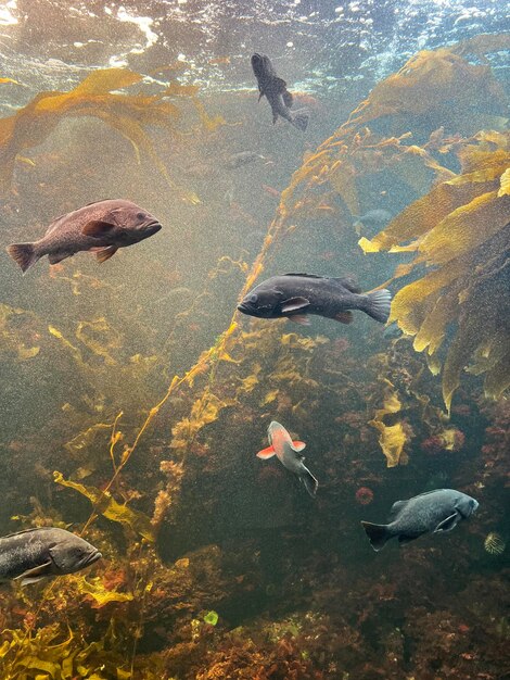 Foto vista ad alto angolo dei pesci in acqua