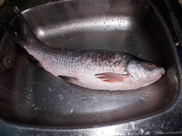 High angle view of fish in water