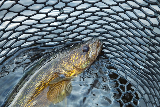 High angle view of fish in water