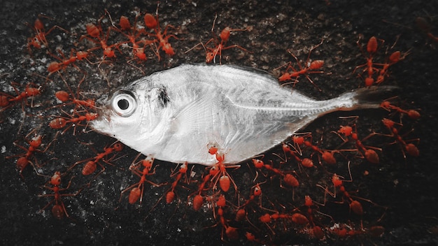 Photo high angle view of fish in water