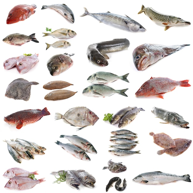 high angle view of fish on white background