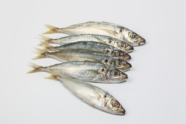 白い背景の魚の高角度の写真