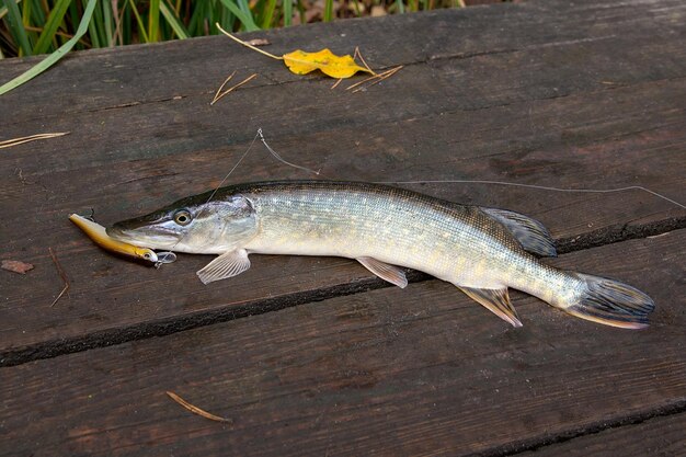 木の上の魚の高角度の視点