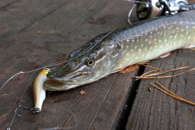 High angle view of fish on wood