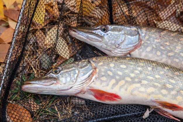 魚の高角度の視点