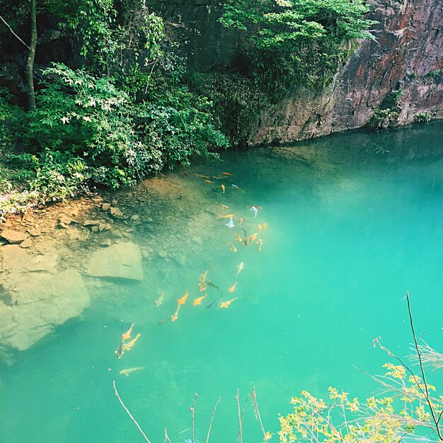 High angle view of fishes swimming in pond