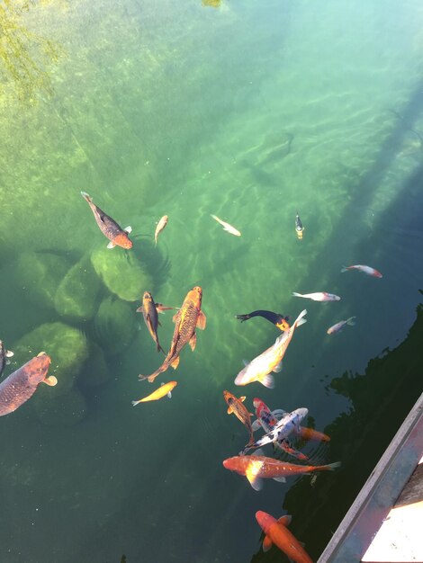 High angle view of fishes swimming in sea