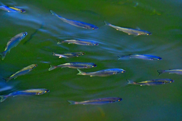 Photo high angle view of fishes swimming in sea