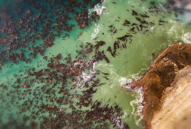 Photo high angle view of fishes swimming in sea