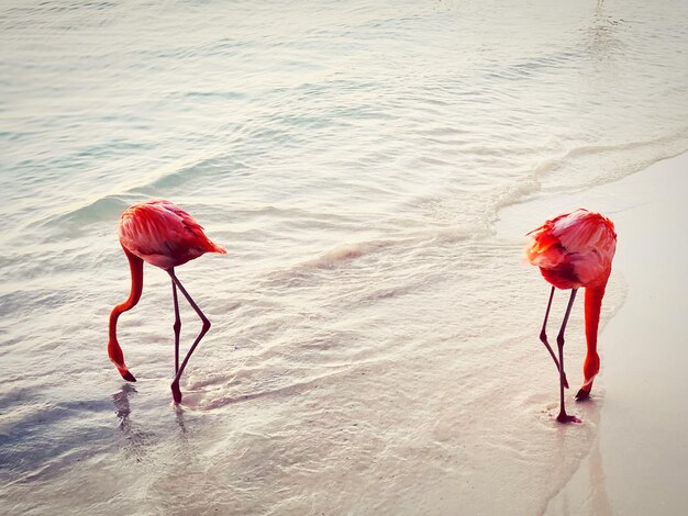 Photo high angle view of flamingos at beach