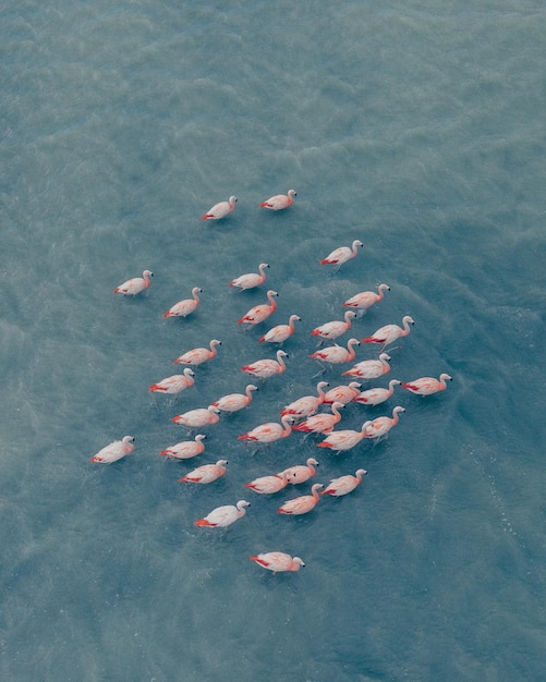 海で泳ぐフラミンゴの高角度の写真