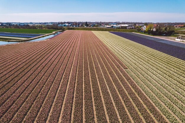 Photo high angle view of flower field against sky