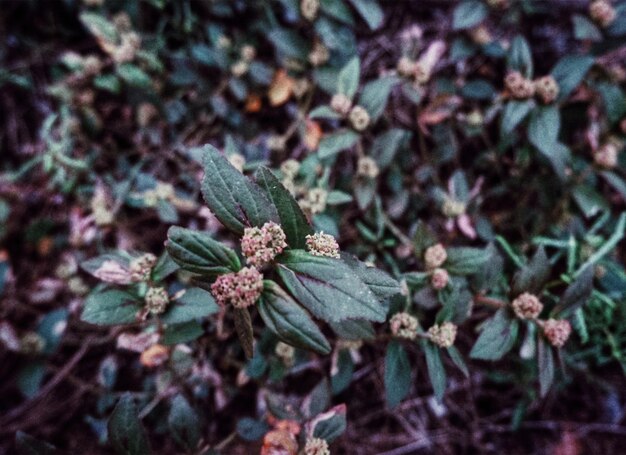 Foto vista ad alta angolazione di una pianta da fiore sulla terraferma