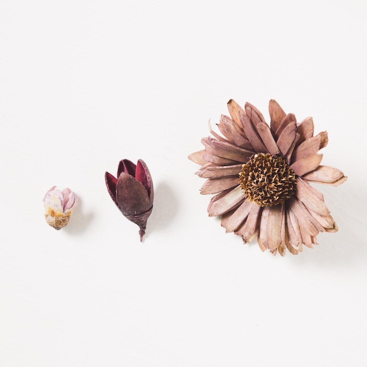 Photo high angle view of flowering plant against white background