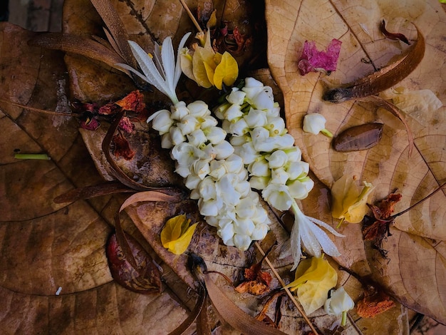 High angle view of flowering plant by dry leaves