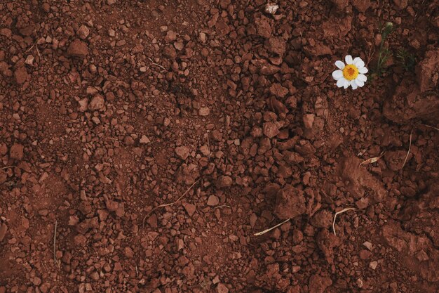 Photo high angle view of flowering plant on field