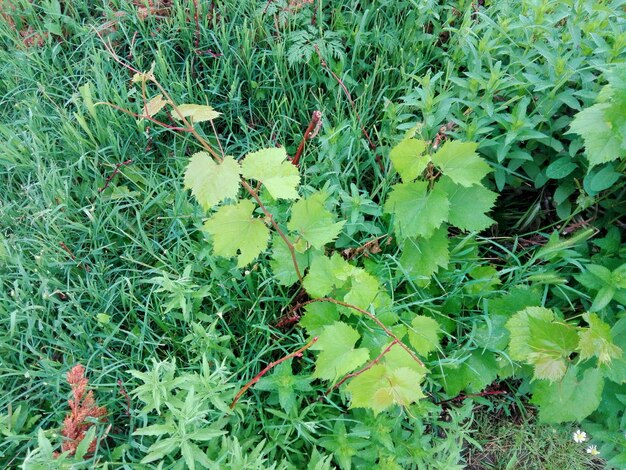 High angle view of flowering plant on field