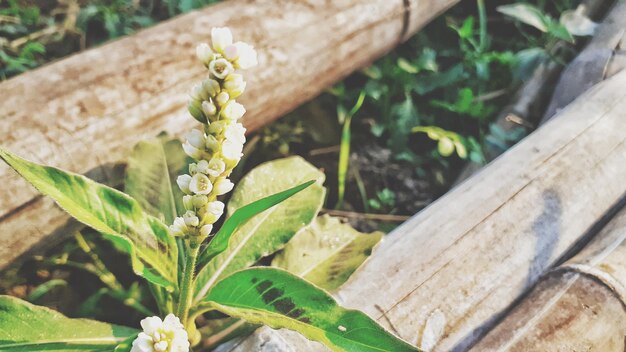 High angle view of flowering plant on field