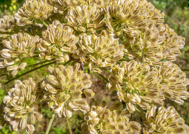 Photo high angle view of flowering plant on field