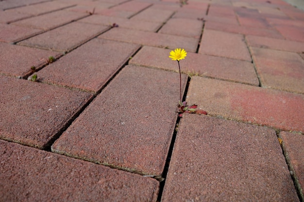 High angle view of flowering plant on footpath