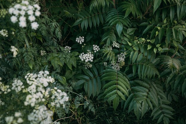 Photo high angle view of flowering plant and green ferns in forest