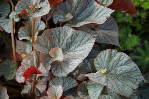 Foto vista ad alto angolo delle foglie delle piante in fiore