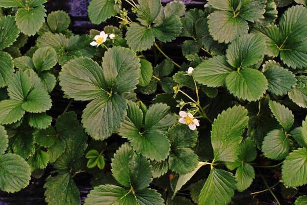 Foto vista ad alto angolo delle foglie delle piante in fiore