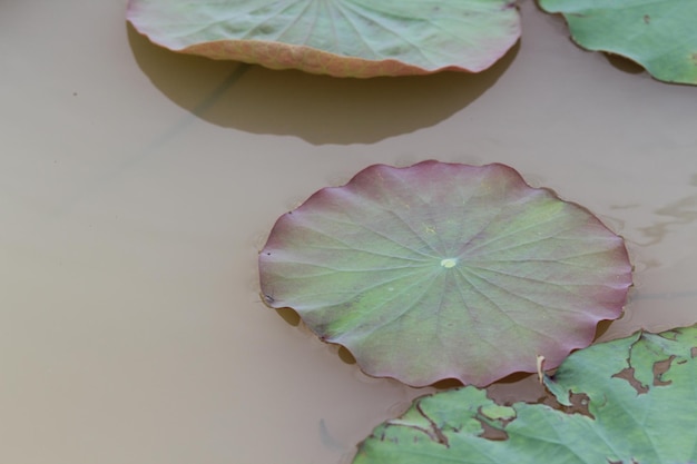 Photo high angle view of flowering plant leaves